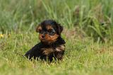 YORKSHIRE TERRIER 608